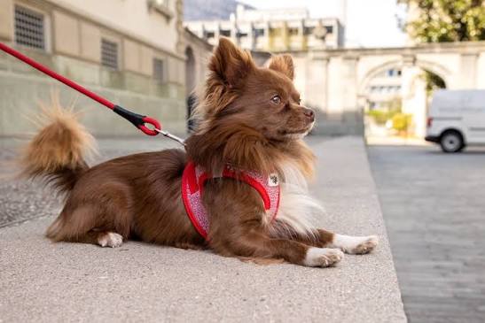 Curli Vest Dog Harness Merino Clasp Red Small