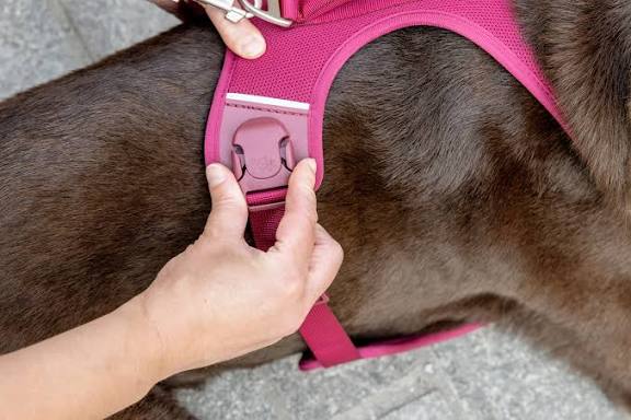Curli Belka Harness Air-Mesh Ruby Extra Large