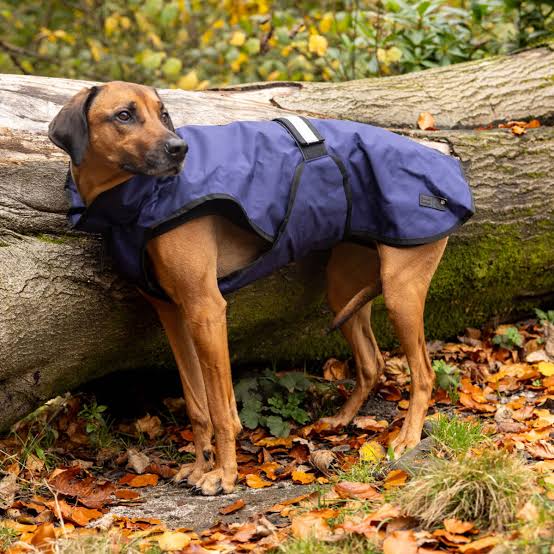 Danish Design 3 in 1 Dog Coat Navy 41cm (16in)