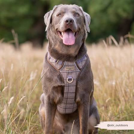 Cocopup Explore Harness - Pup Plaid
