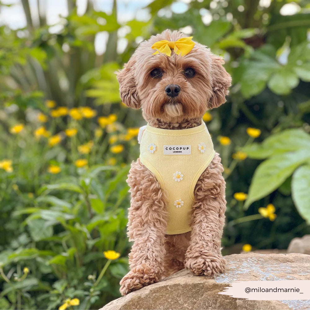 Cocopup Buttercup Pup Adjustable Neck Harness