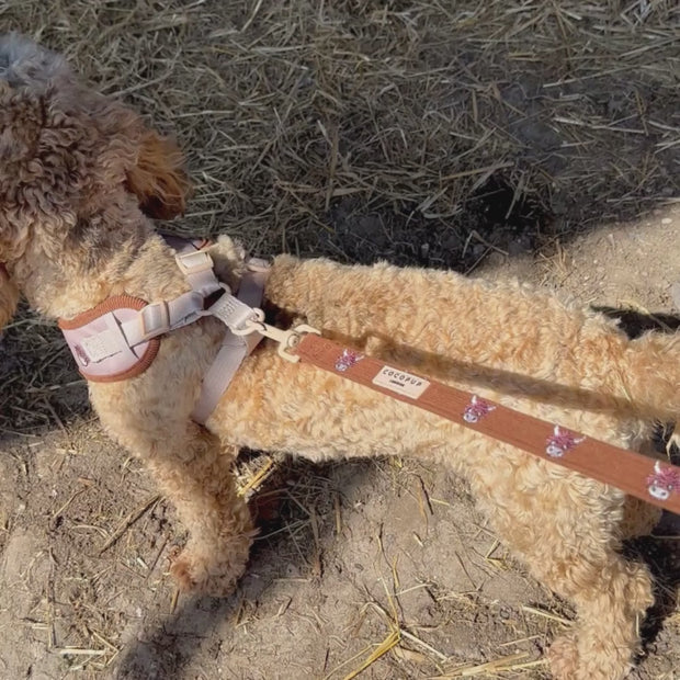Cocopup Harold the Highland Cow Lead