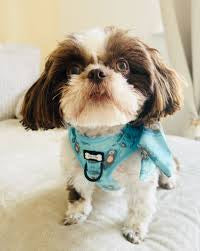 Pup Chic otterly lovely step-in adjustable dog harness
