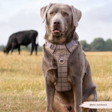 Cocopup Explore Harness Pup Plaid