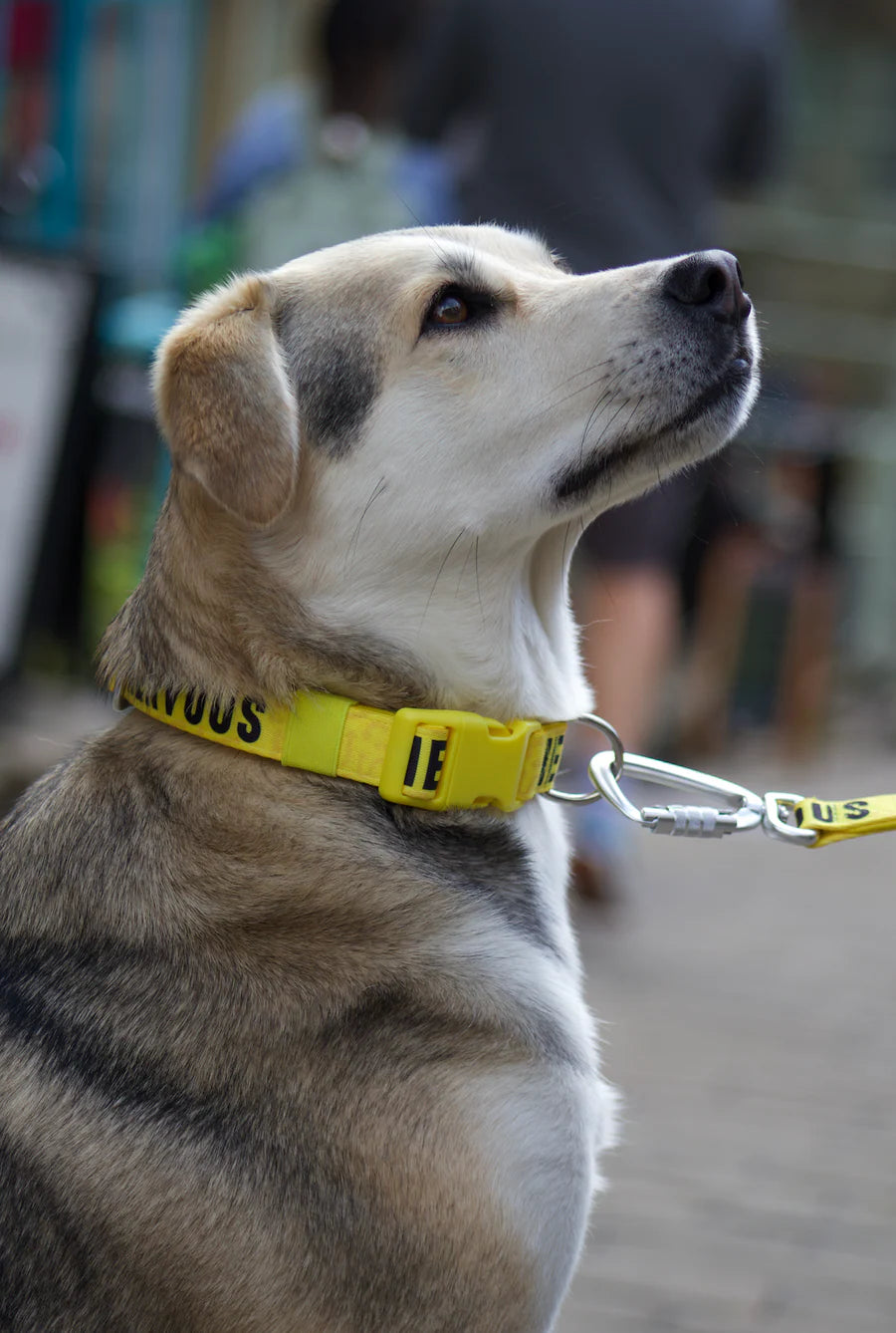 Twiggy Tags Nervous Collar