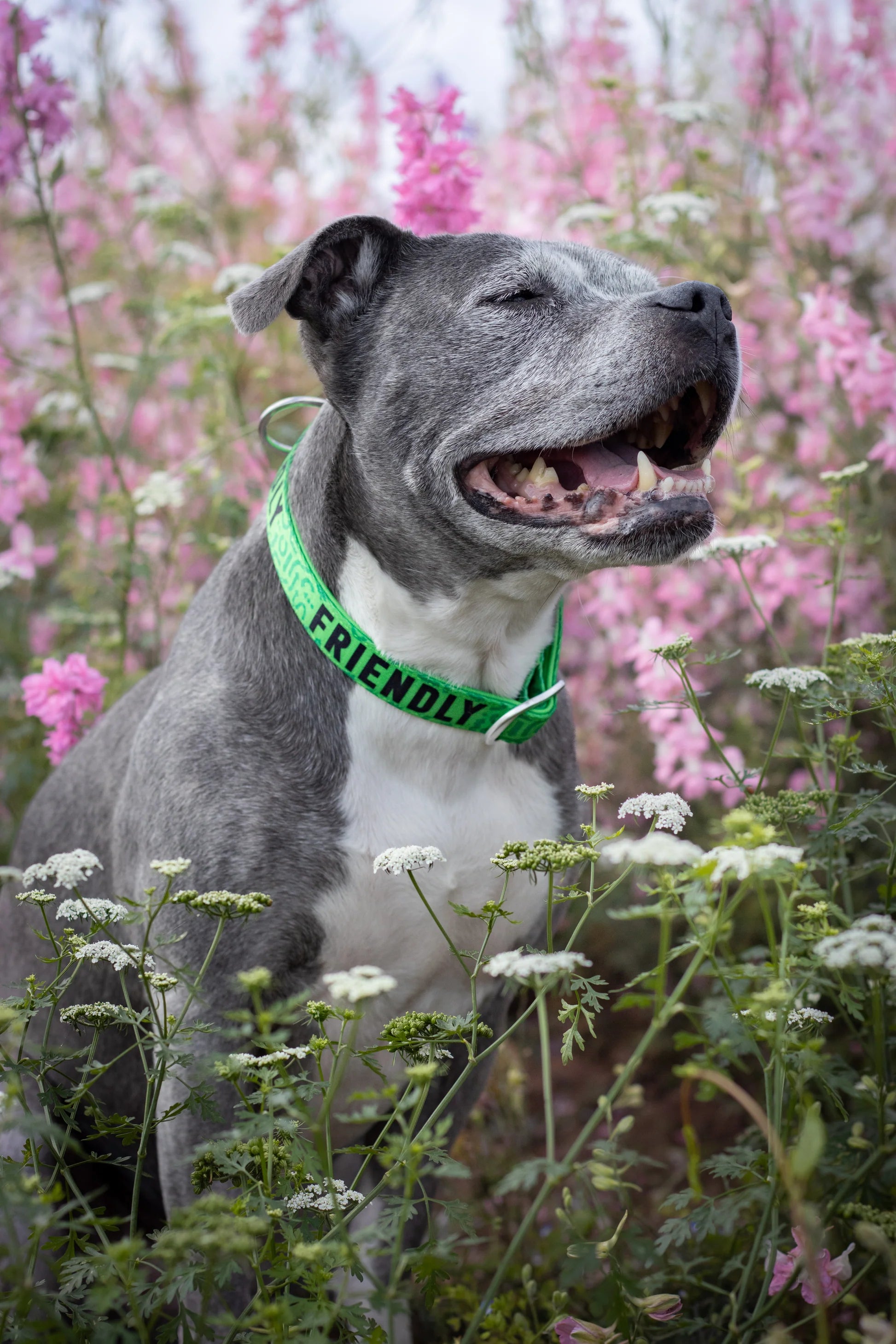 Twiggy Tags Friendly Collar