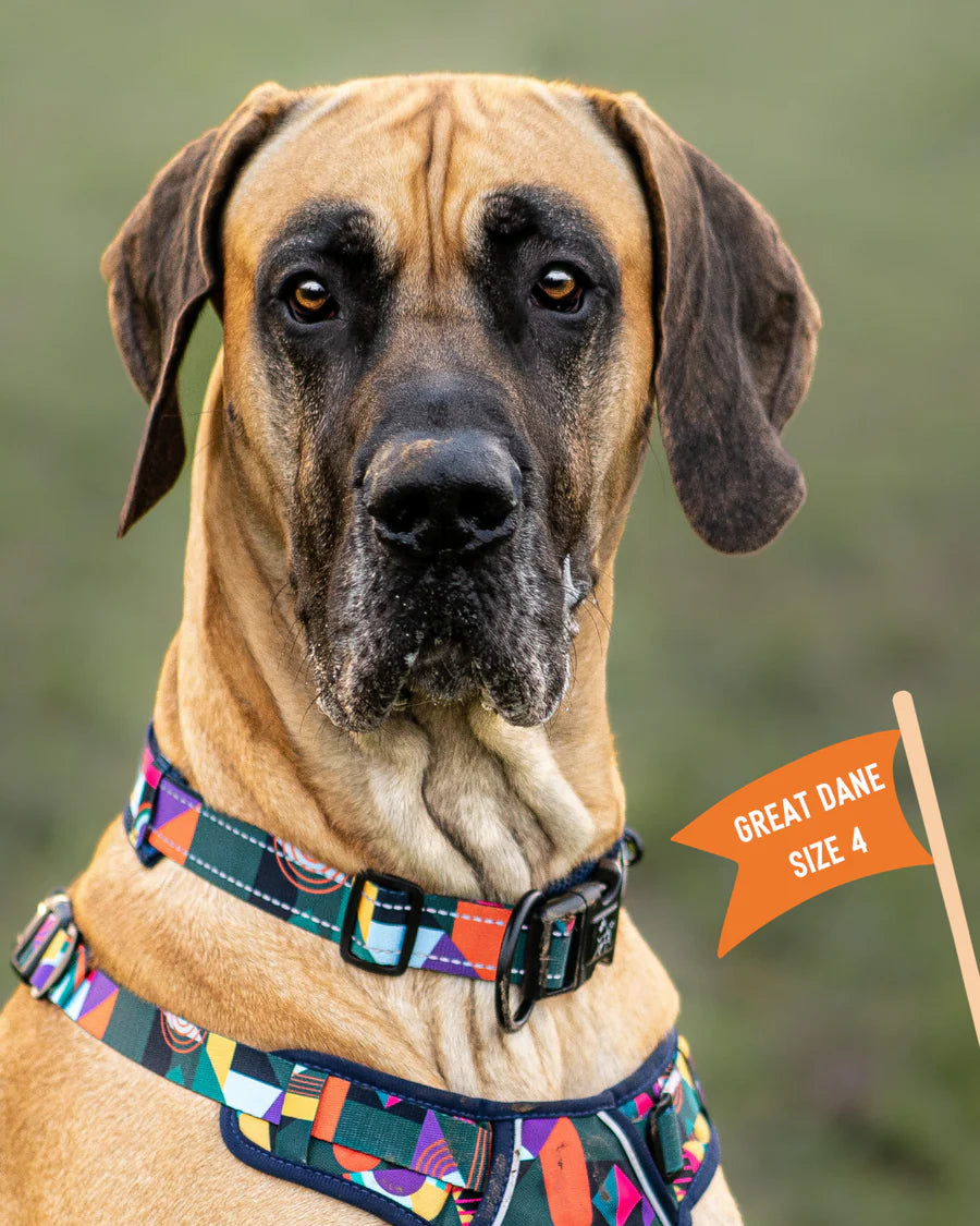 Twiggy Tags Adventure Collar