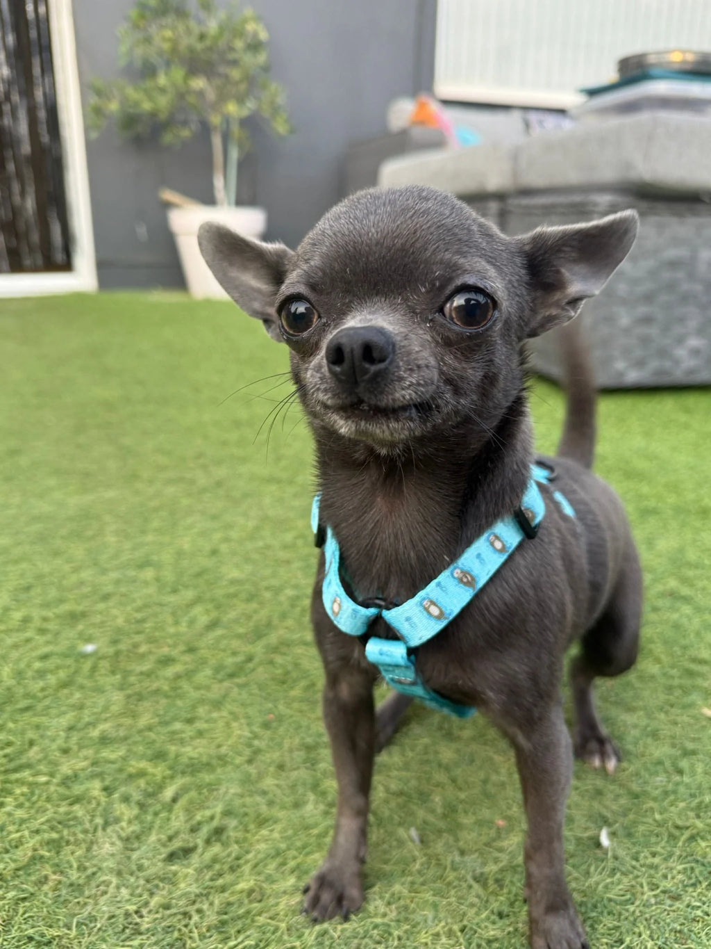 Pup Chic Otterley Love Puppy Harness