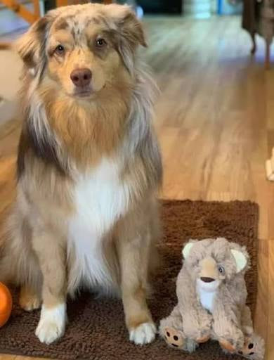 Kong comfort kiddos lion large