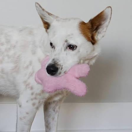 Kong small snuzzles bunny