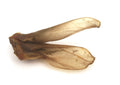 Anco Naturals Rabbit Ear