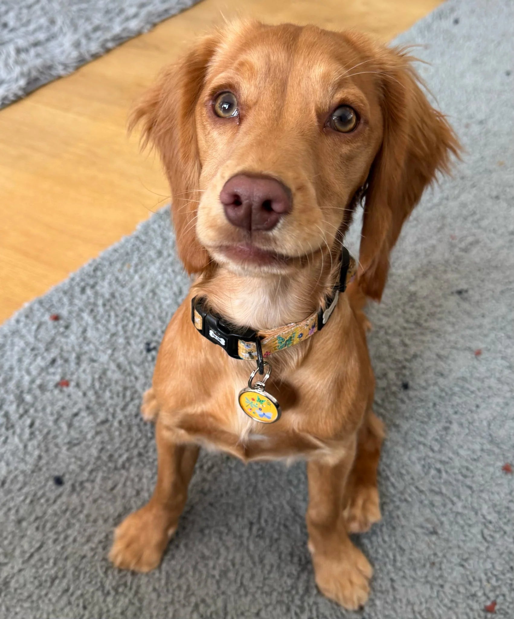 Summer Buzzin yellow dog collar
