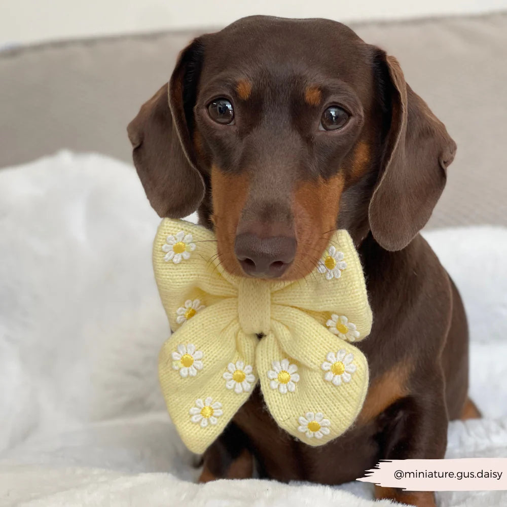 Cocopup Buttercup Pup Sailor Bow Tie