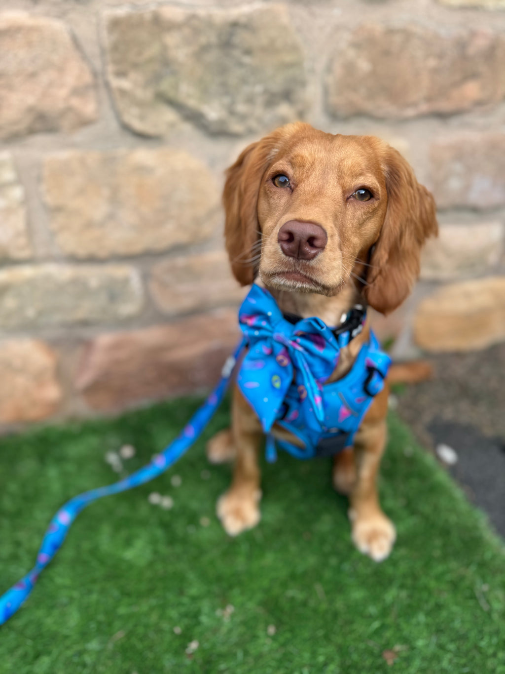 Blue Power Peacock 5ft Dog Lead 🦚💙 - Pup Chic Boutique