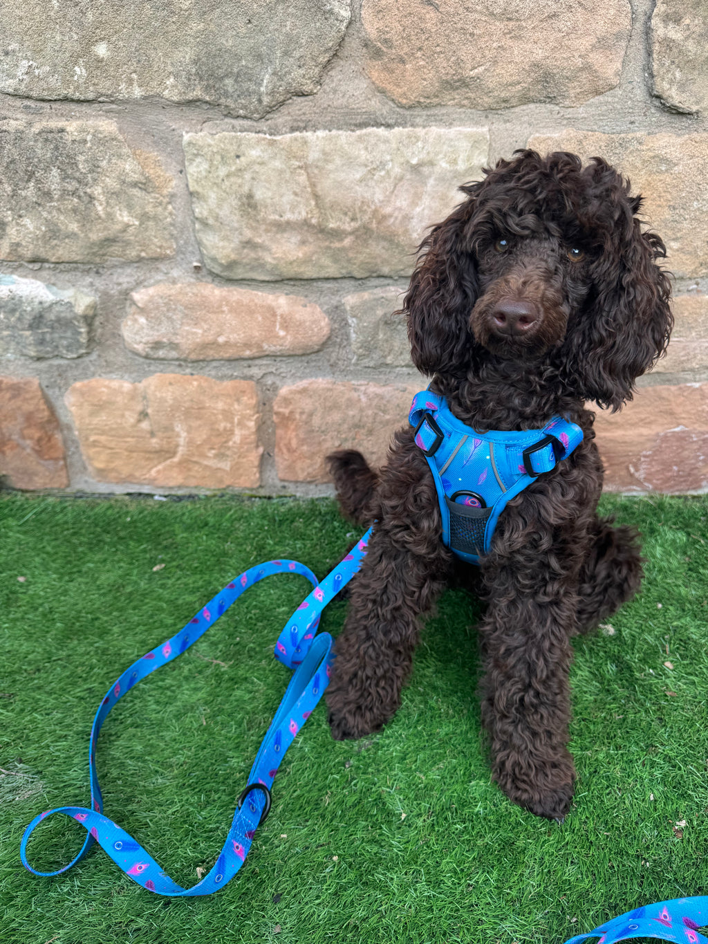 Blue Power Peacock 5ft Dog Lead 🦚💙 - Pup Chic Boutique