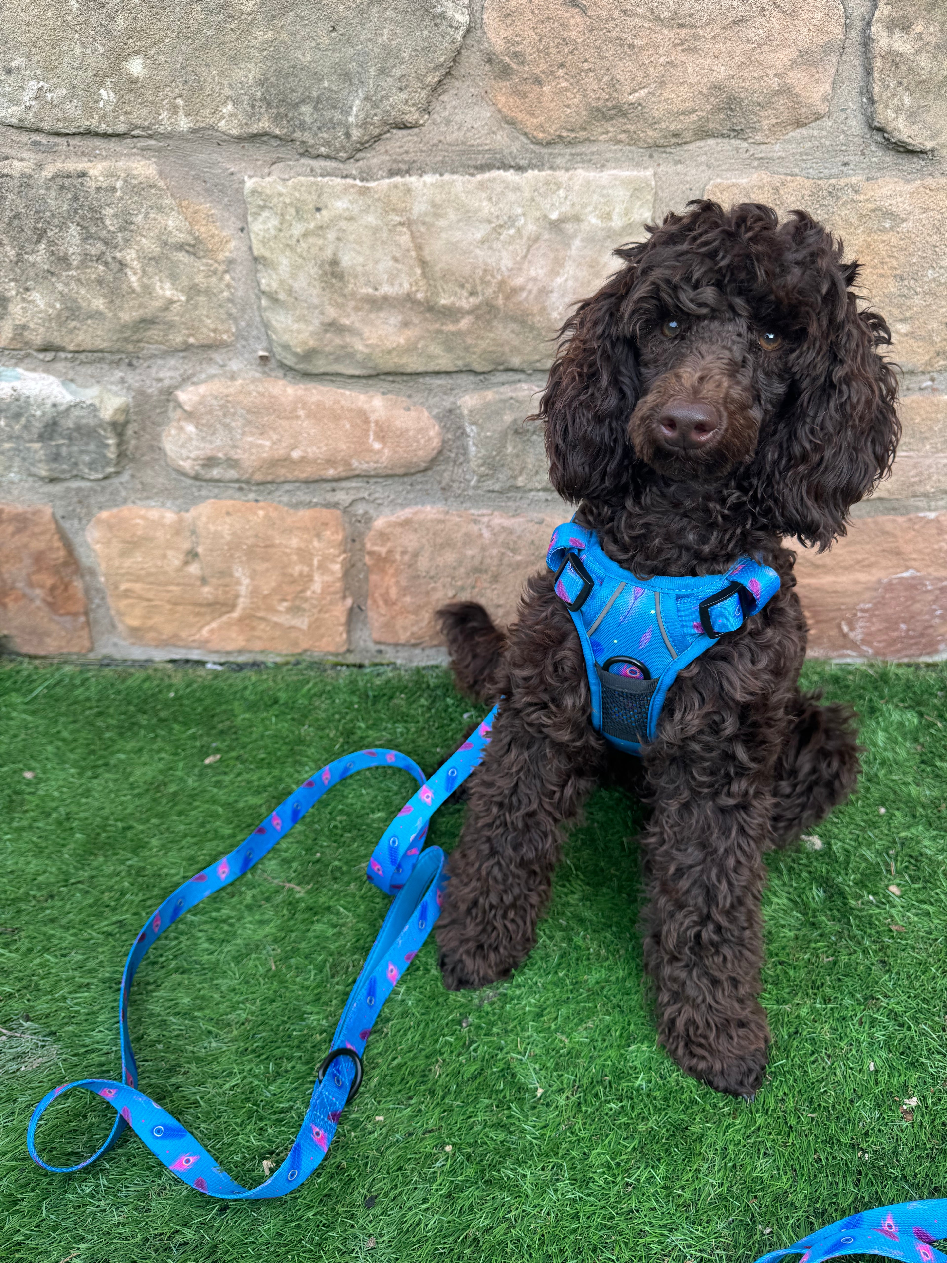Blue Power Peacock 5ft Dog Lead 🦚💙 - Pup Chic Boutique