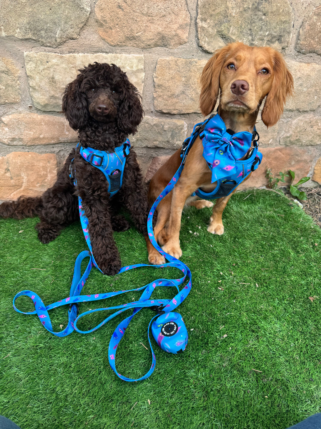 Blue Power Peacock 5ft Dog Lead 🦚💙 - Pup Chic Boutique