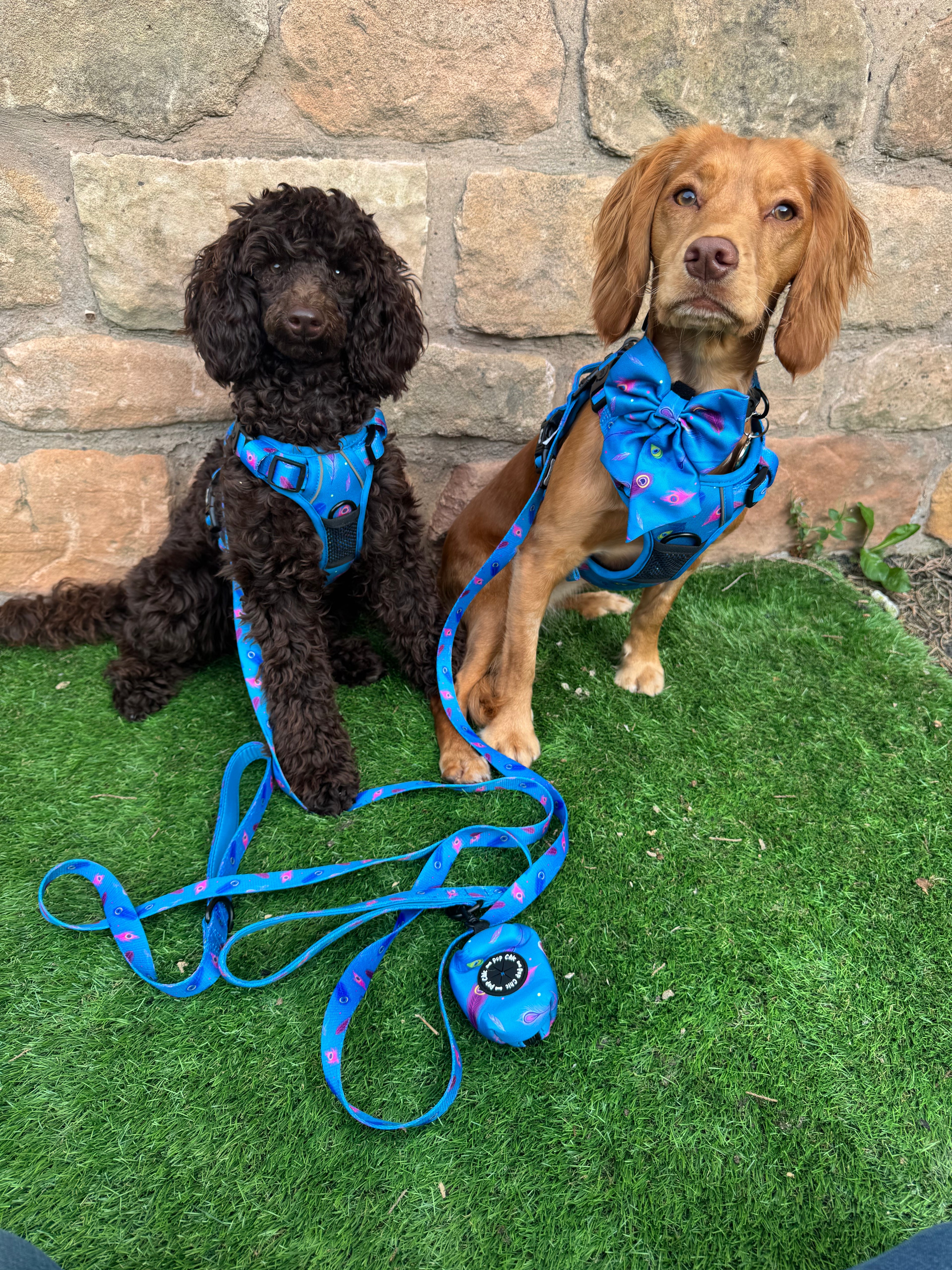 Blue Power Peacock 5ft Dog Lead 🦚💙 - Pup Chic Boutique