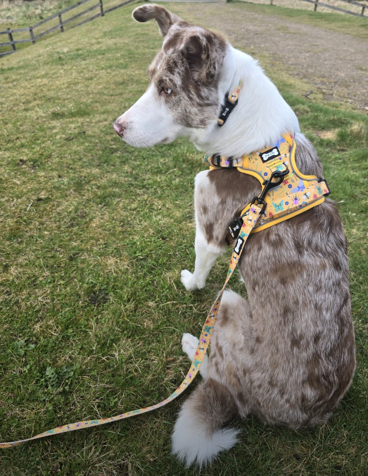 Summer Buzzin yellow 5ft Dog Lead - Pup Chic Boutique