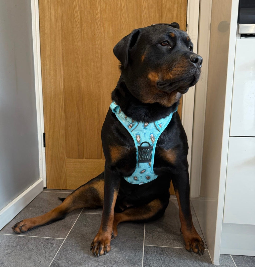 Otterly Lovely Tactical Dog Harness – Pup Chic Boutique
