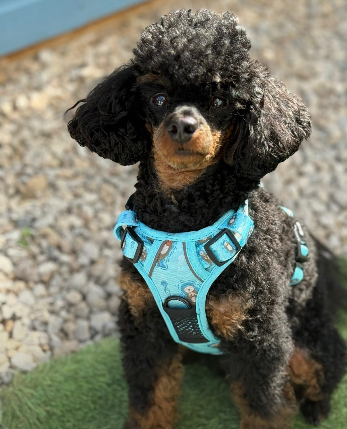 Otterly Lovely Tactical Dog Harness – Pup Chic Boutique