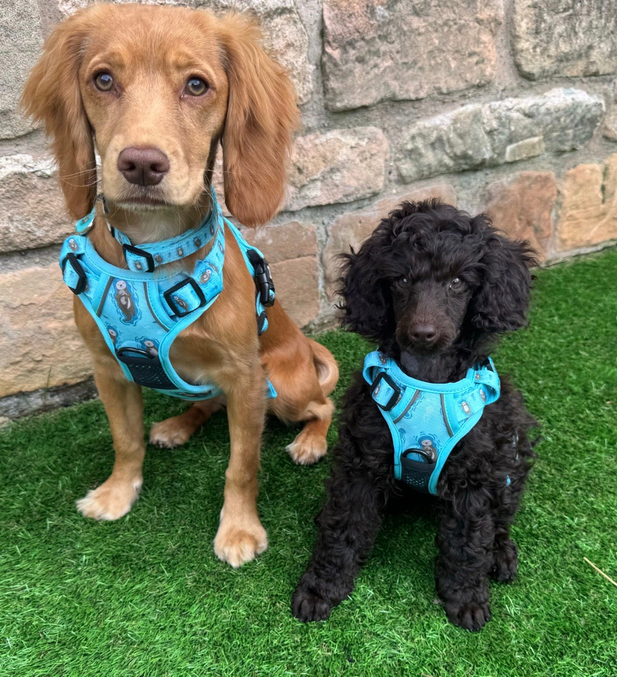 Otterly Lovely Tactical Dog Harness – Pup Chic Boutique