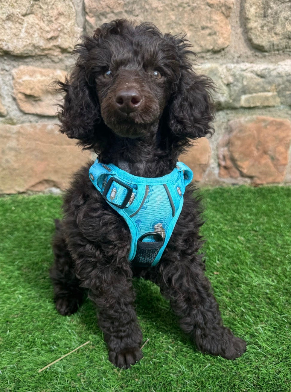 Otterly Lovely Tactical Dog Harness – Pup Chic Boutique