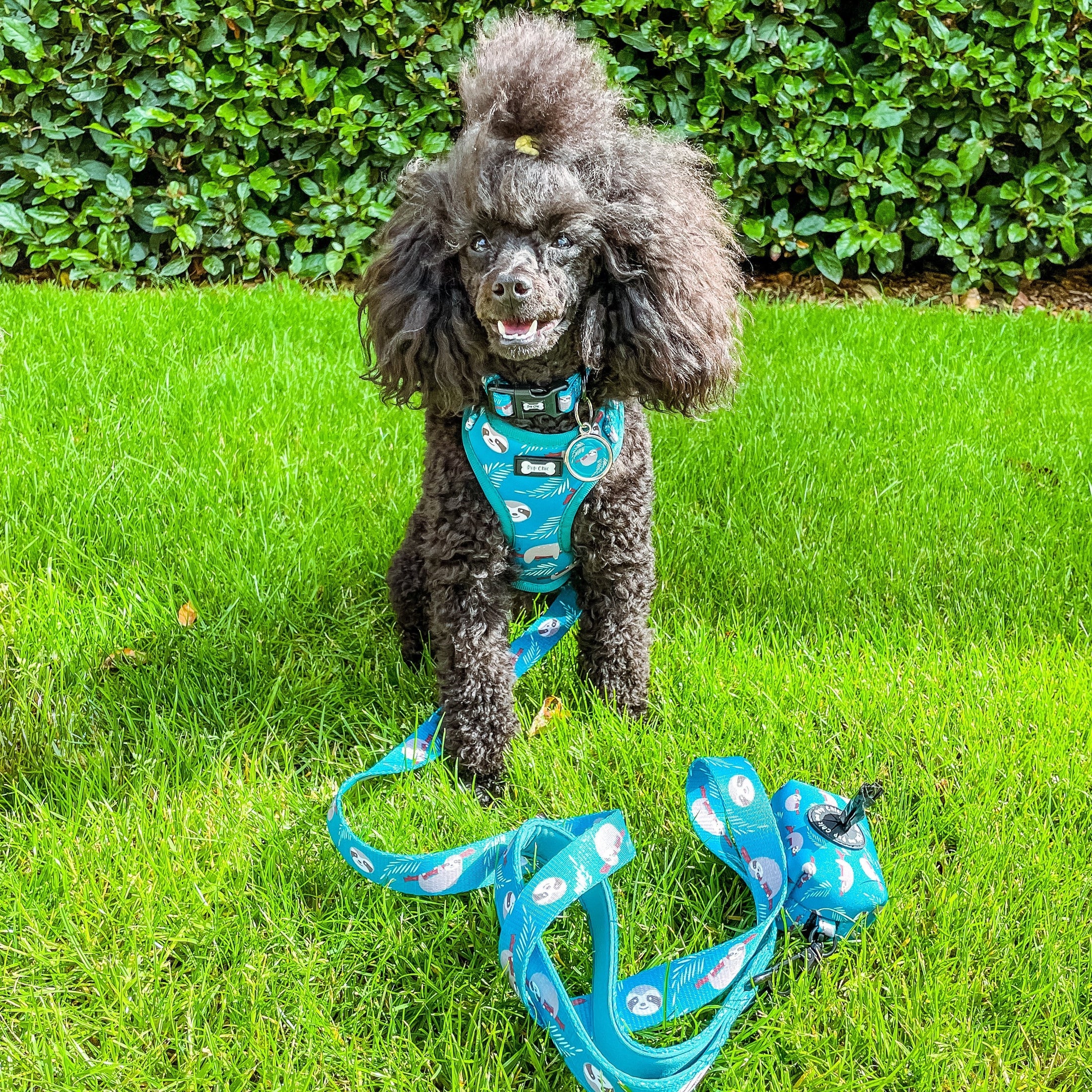 Lazy Sloth 5 Ft teal dog lead - Pup Chic Boutique