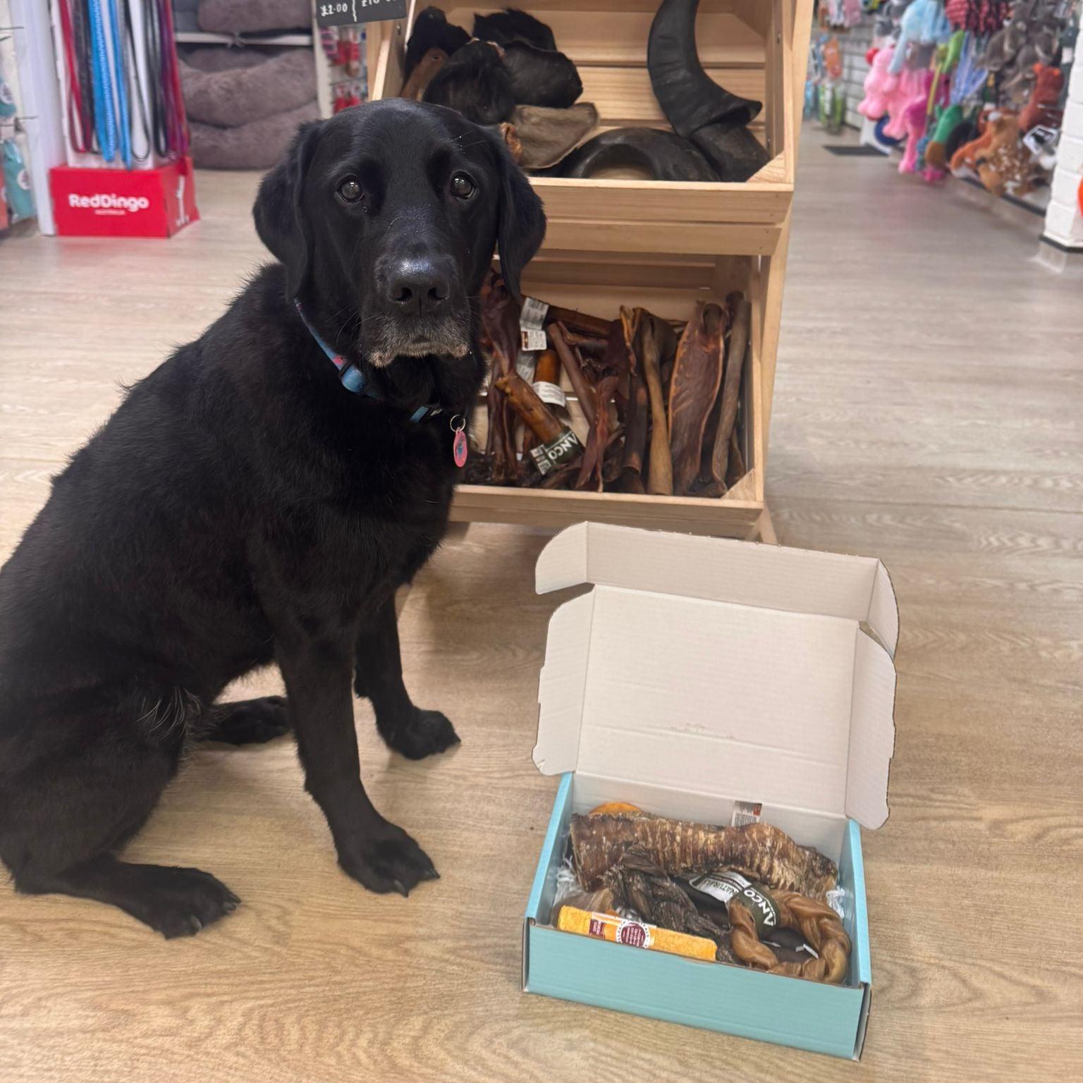 Black dog sitting in a pet store with a box of dog treats on the floor