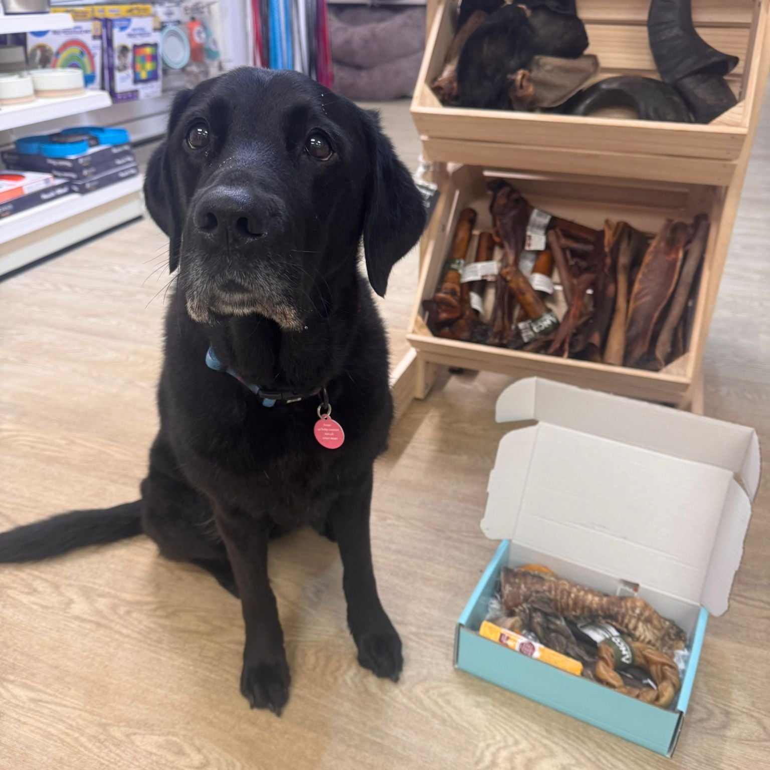 Black dog sitting on a wooden floor next to a box of dog treats in a pet store.