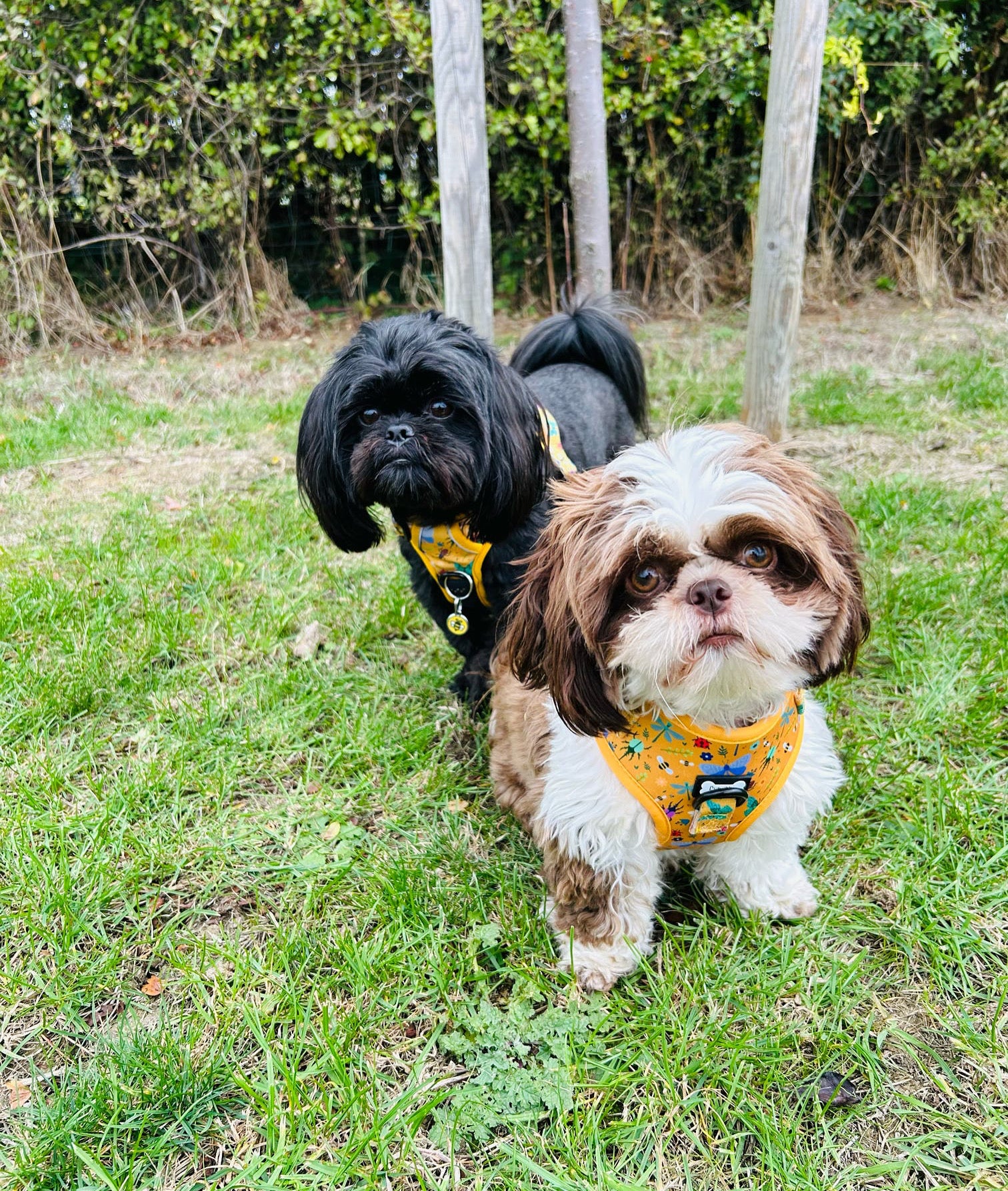 Pup Chic Summer Buzzin Step-in Adjustable Harness