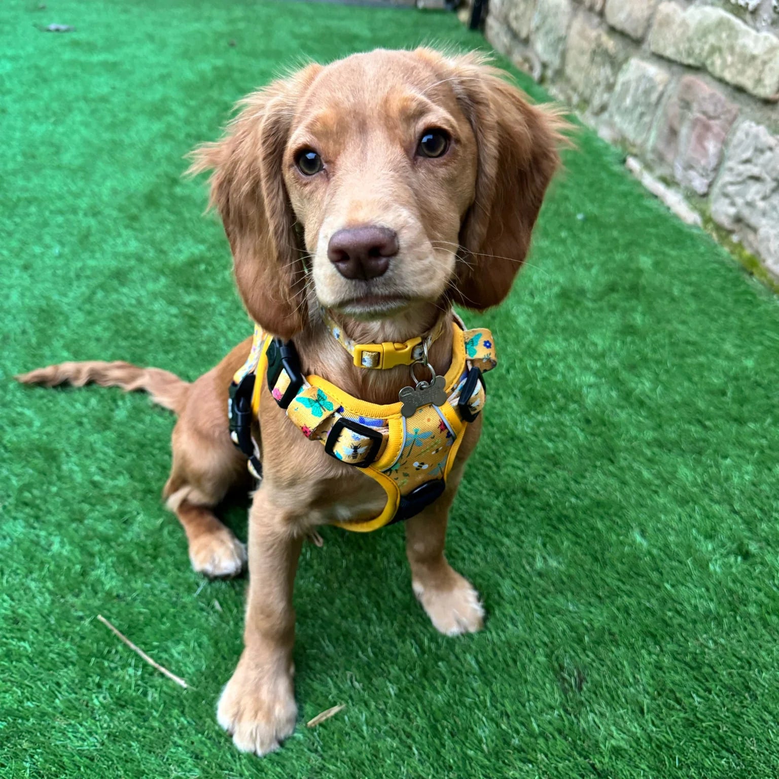 Summer Buzzin' No Pull Tactical Dog Harness – Yellow Insect Print, Adjustable, Step-In